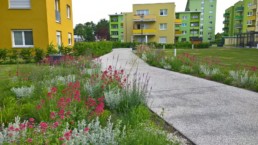 STrauma Landschaftsarchitektur Berlin landscape architects Kormoranweg Berlin Blumen und Wiese