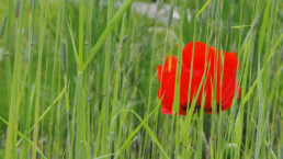 STrauma Landschaftsarchitektur Berlin landscape architects Grün Rot Büro Office Kreuzberg Landschaft Sommer Mohn