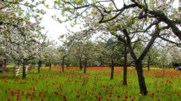 STrauma Landschaftsarchitektur Berlin landscape architects Grün Rot Büro Office Kreuzberg Landschaft Sommer tulpen unter Obstbäumen Streuobstwiese