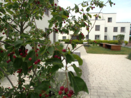 bollinger fehlig Lerbacher Weg Berlin st raum a landschaftsarchitektur