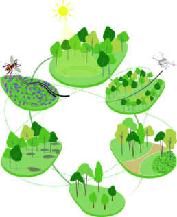 pikto wald blumen ökologie kreislauf landschaftsarchitektur